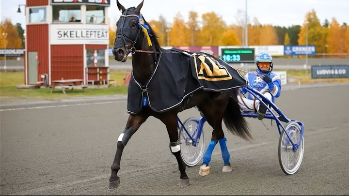 Martin Engström travtips
