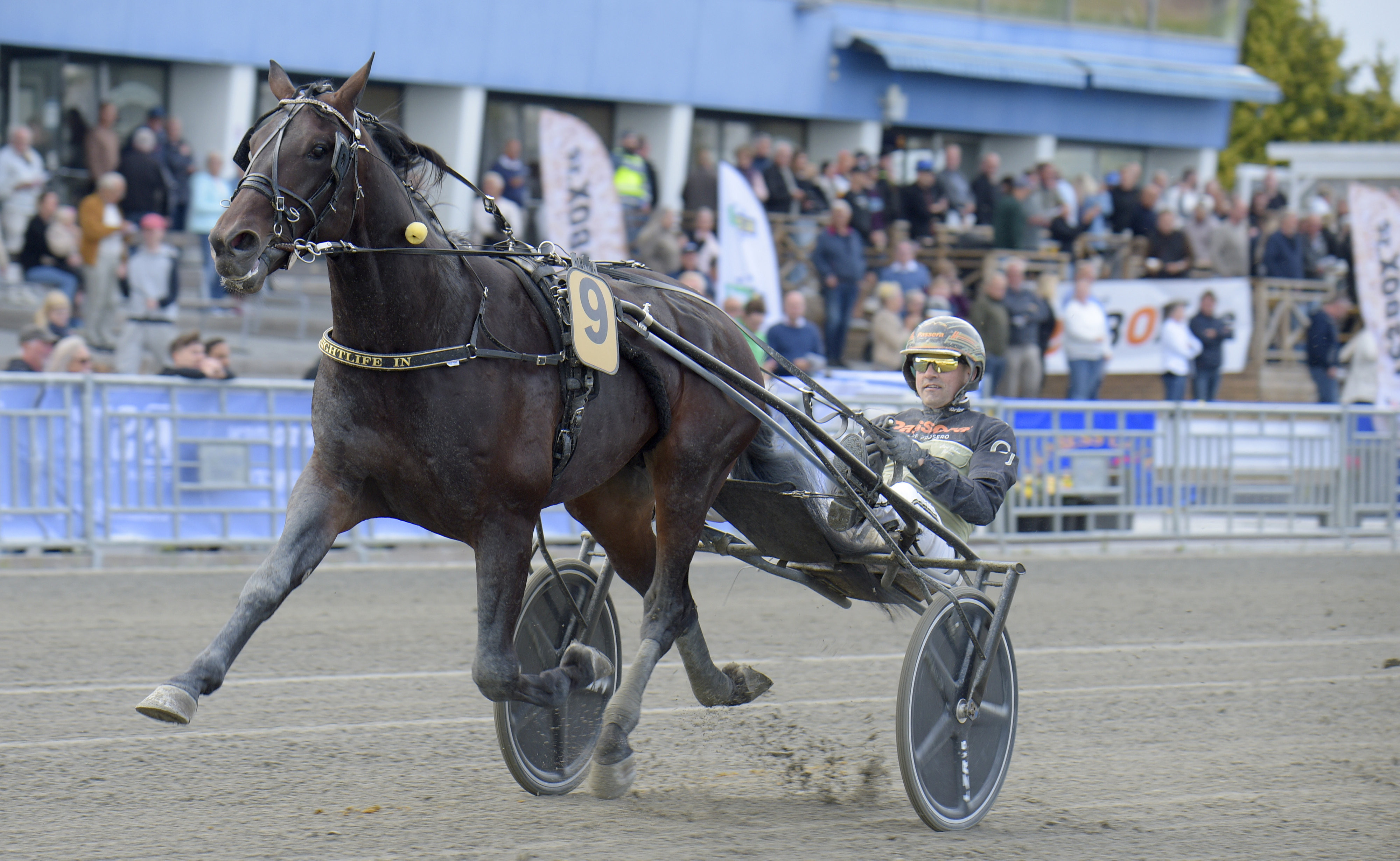 Martin Engström travtips