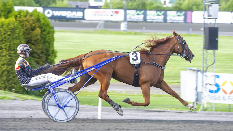 Travtips V64: Travets björn är tillbaka