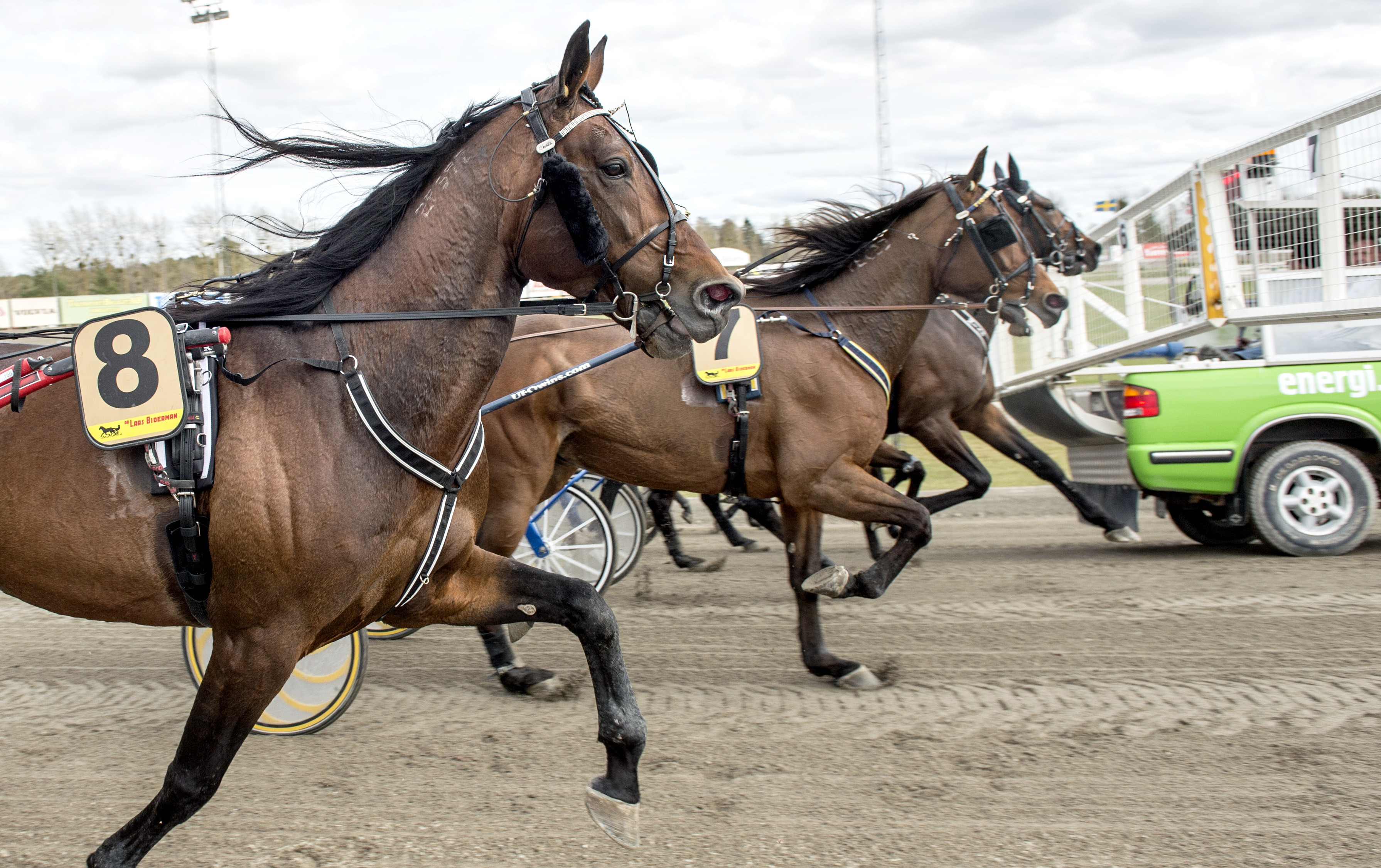 Vad är travsport? - Lär dig grunderna i Svensk Travsport