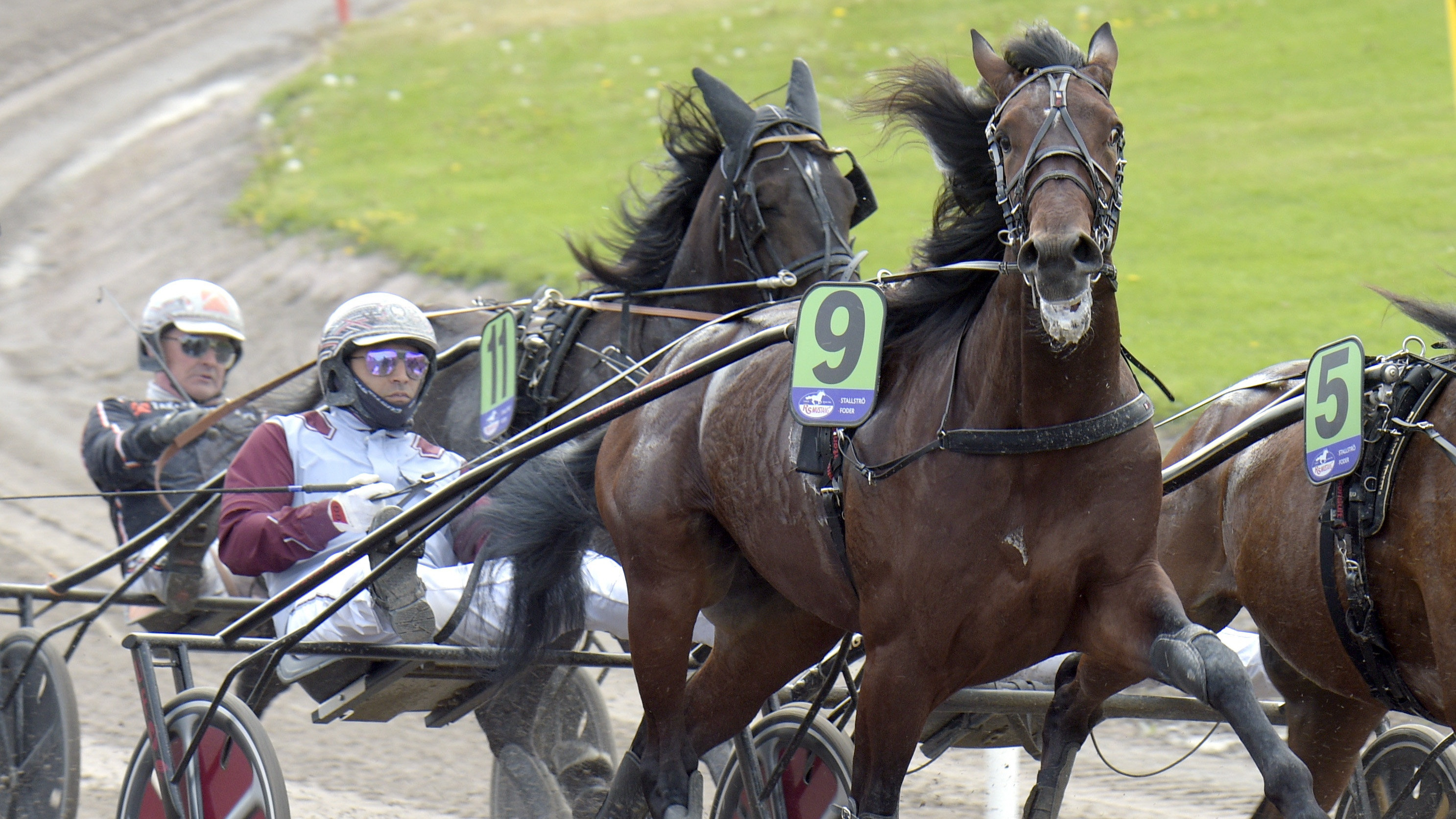 Ginostrabliggi i lopp Cropped