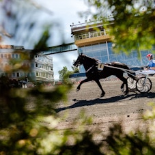 bli en bättre travspelare