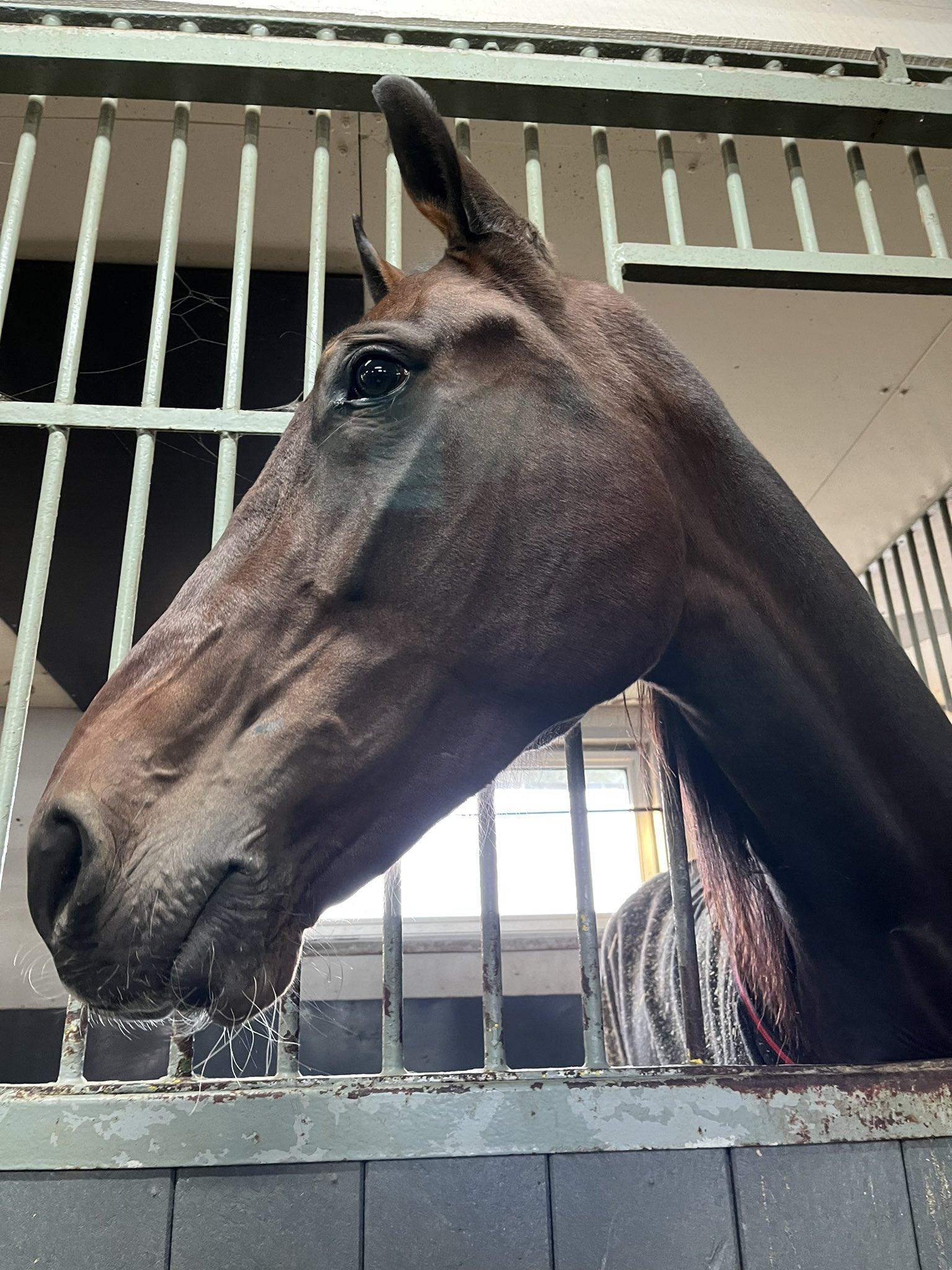 Martin Engström travtips