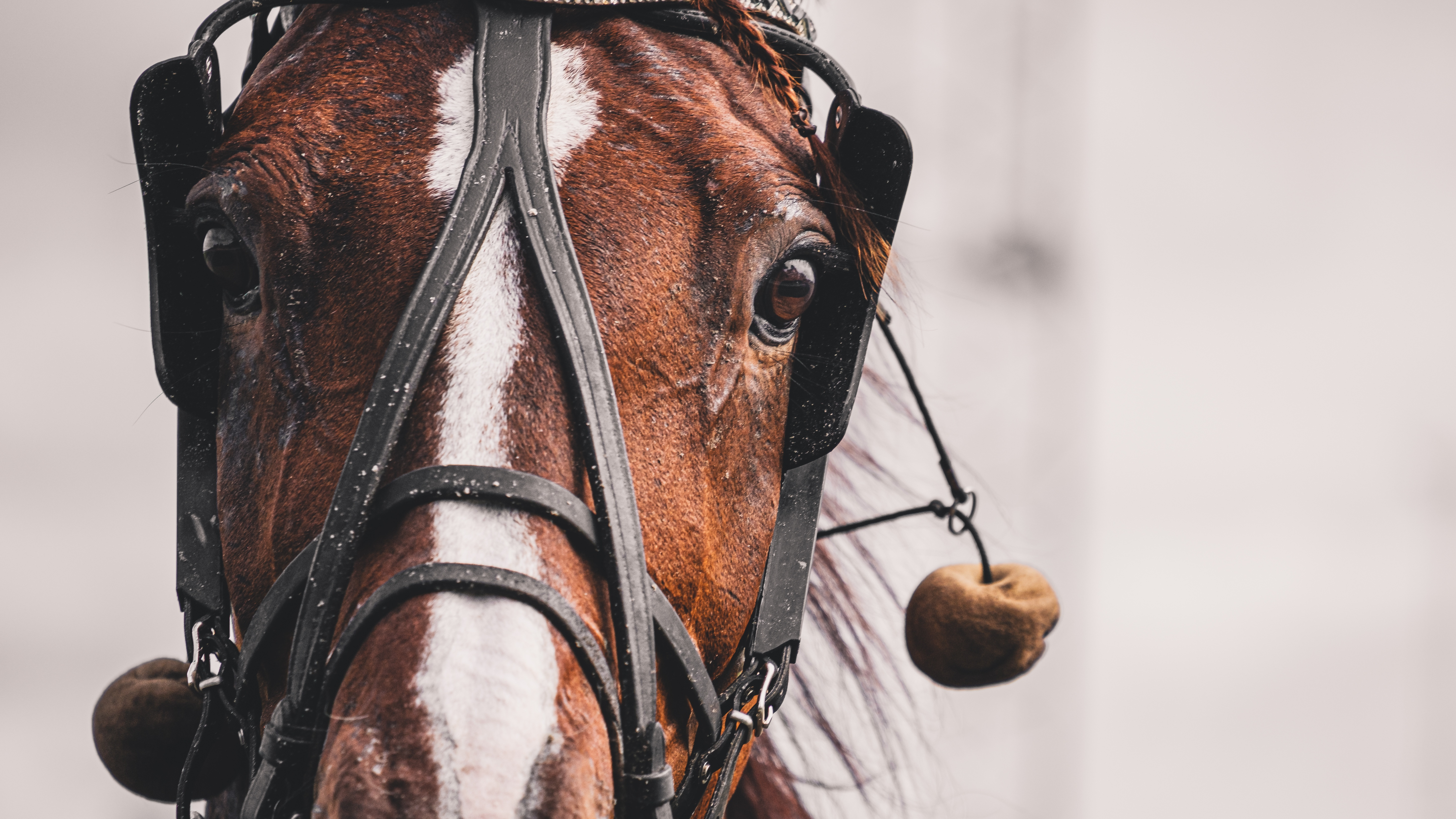 Travtips Analys V85 Jackpotten Bergsåker - Spiken har hittat gnistan igen