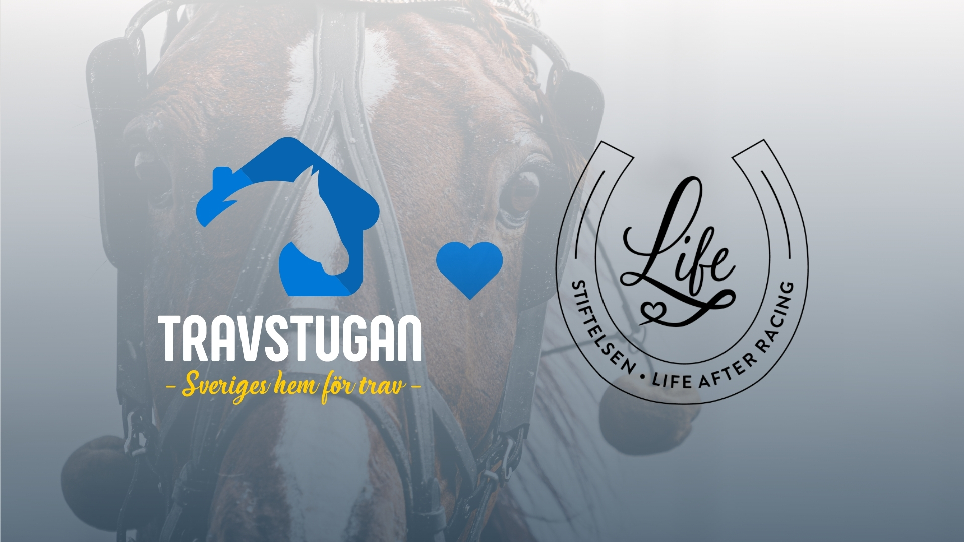 Travstugan blir samarbetspartner till Stiftelsen Life After Racing