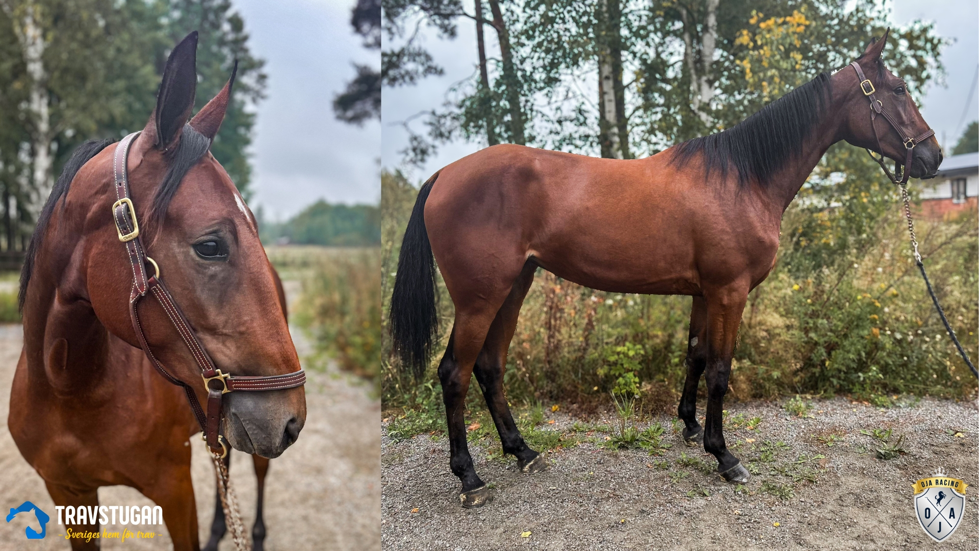 Travstugan säljer andelar i rekordfart