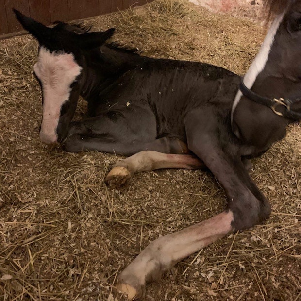 2 FF70 D38 81 EC 4 C33 B38 D 99 DF88 CAB43 F