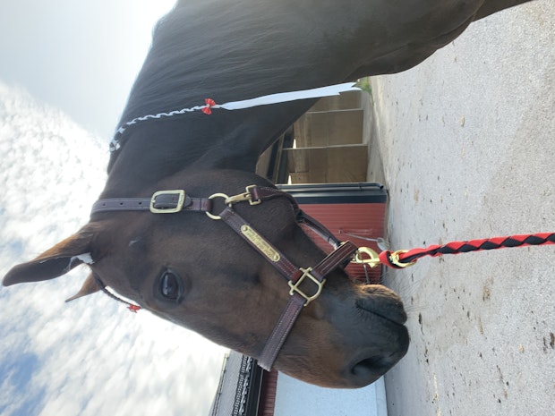 59210036 A618 4818 B4 CE 176 DEF229798