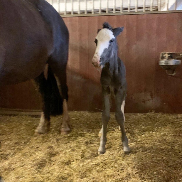 98 E665 CC 44 D0 47 D1 9 F3 D 3 C3 F92462862