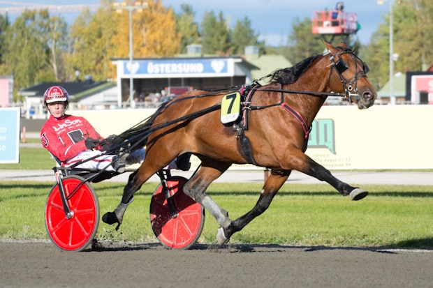 Harvey Johan Untersteiner 3479