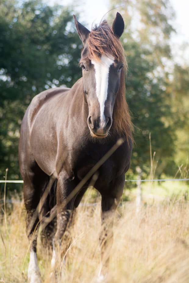 Molleslettens Linna 3662