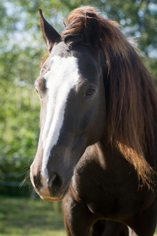 Molleslettens Linna 3692