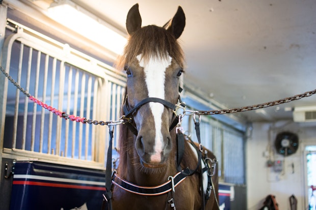 Molleslettens Linna 4201