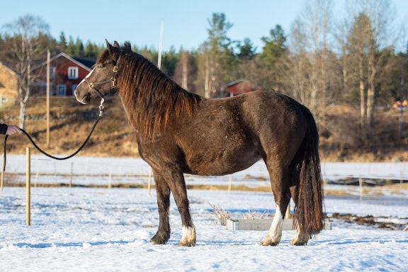 Molleslettens Linna 4972