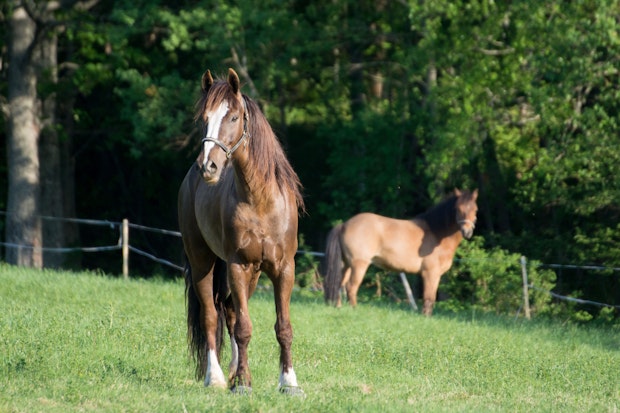 Molleslettens Linna 8358