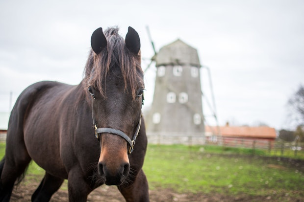 Stall Fredrik Persson 1877