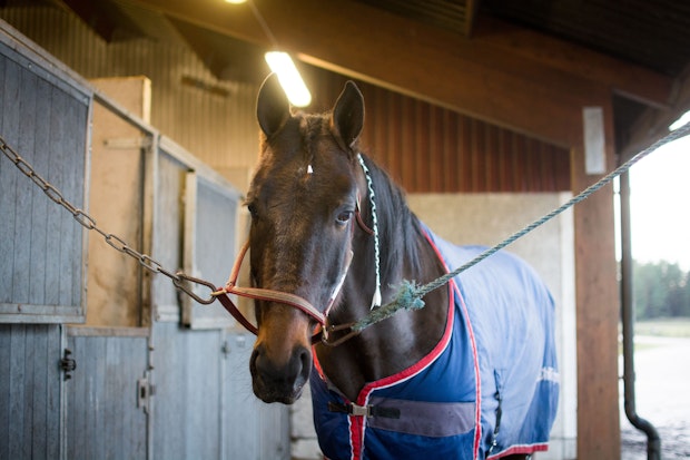 Xlnt Chili Tripel 2424