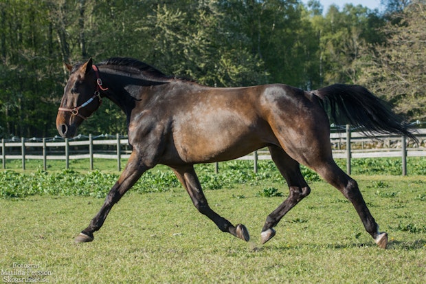 Xlnt Chili Tripel 7816