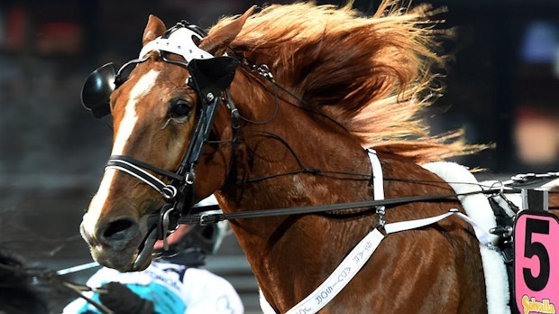 Star Advisor Joli I Lopp