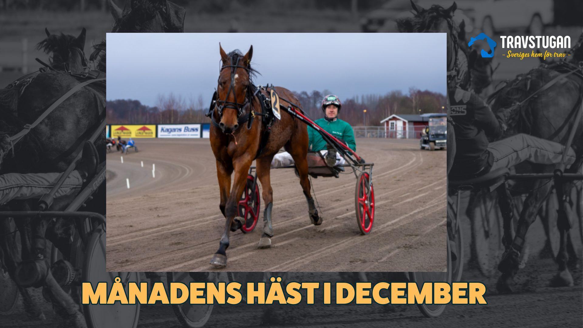 MANADENS HAST I NOVEMBER stens