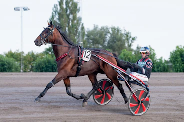 Winner Brodde