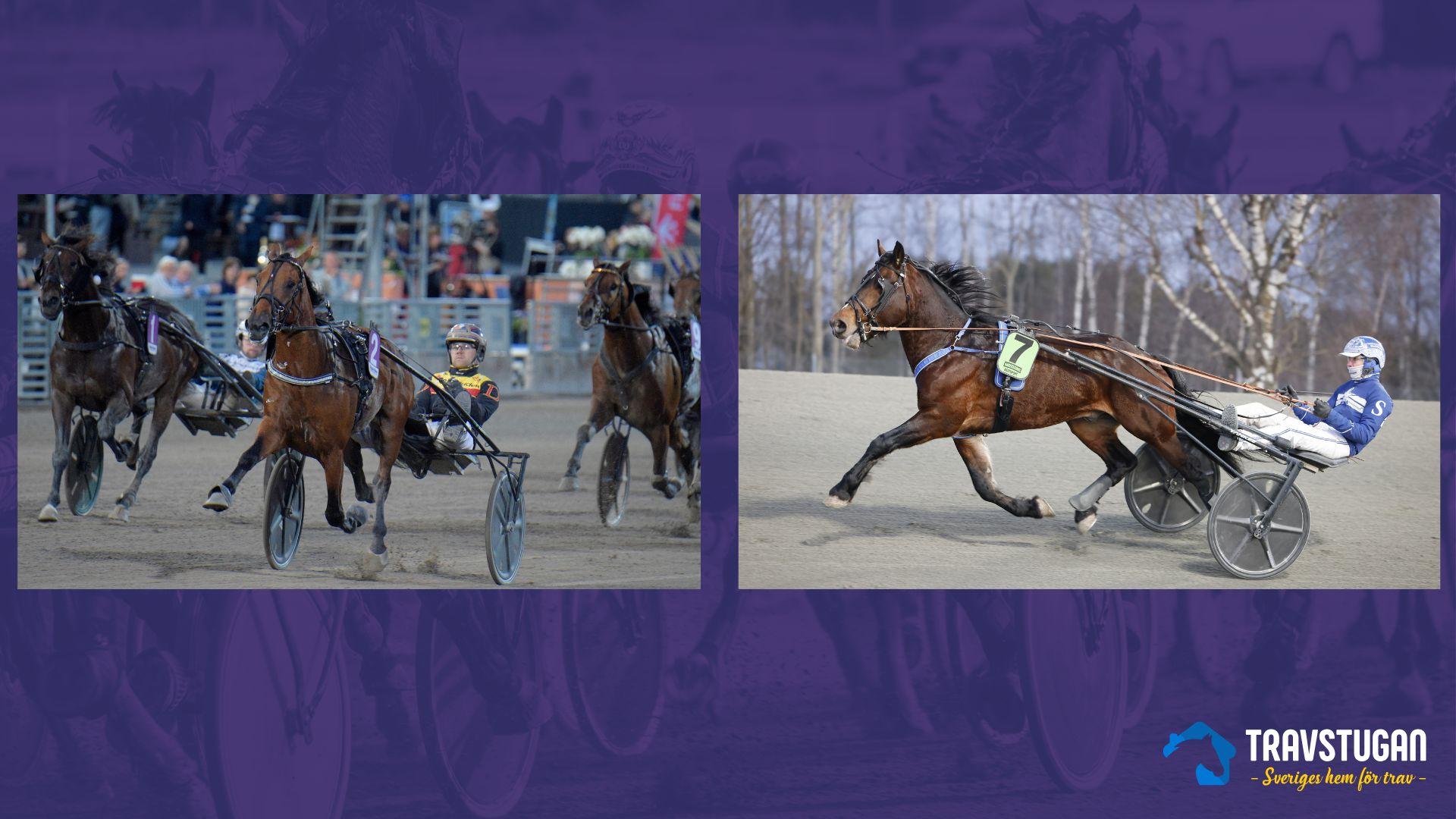 STL-vinnaren årsdebuterar på Solvalla