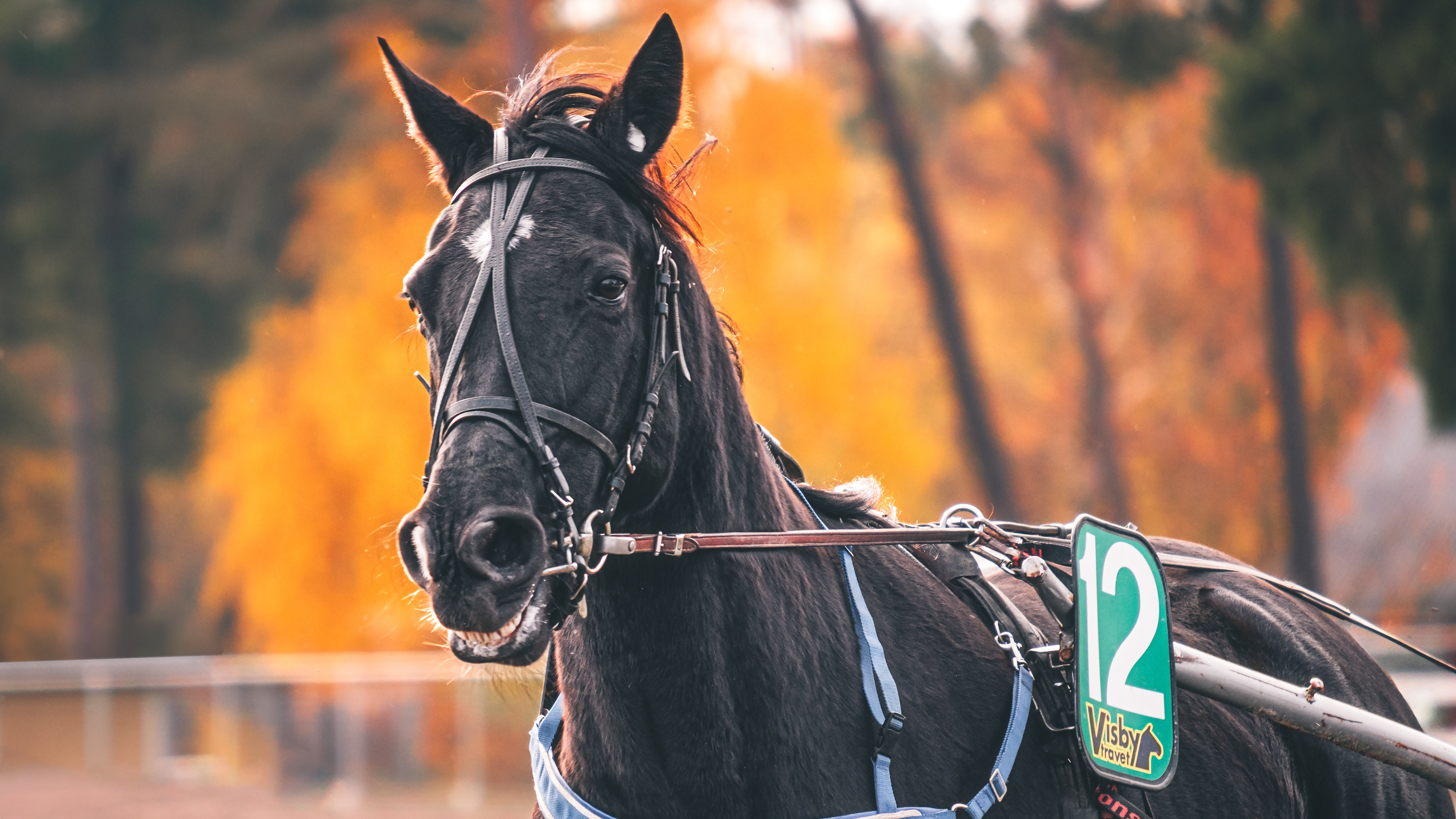 Jonatan Östlund travtips