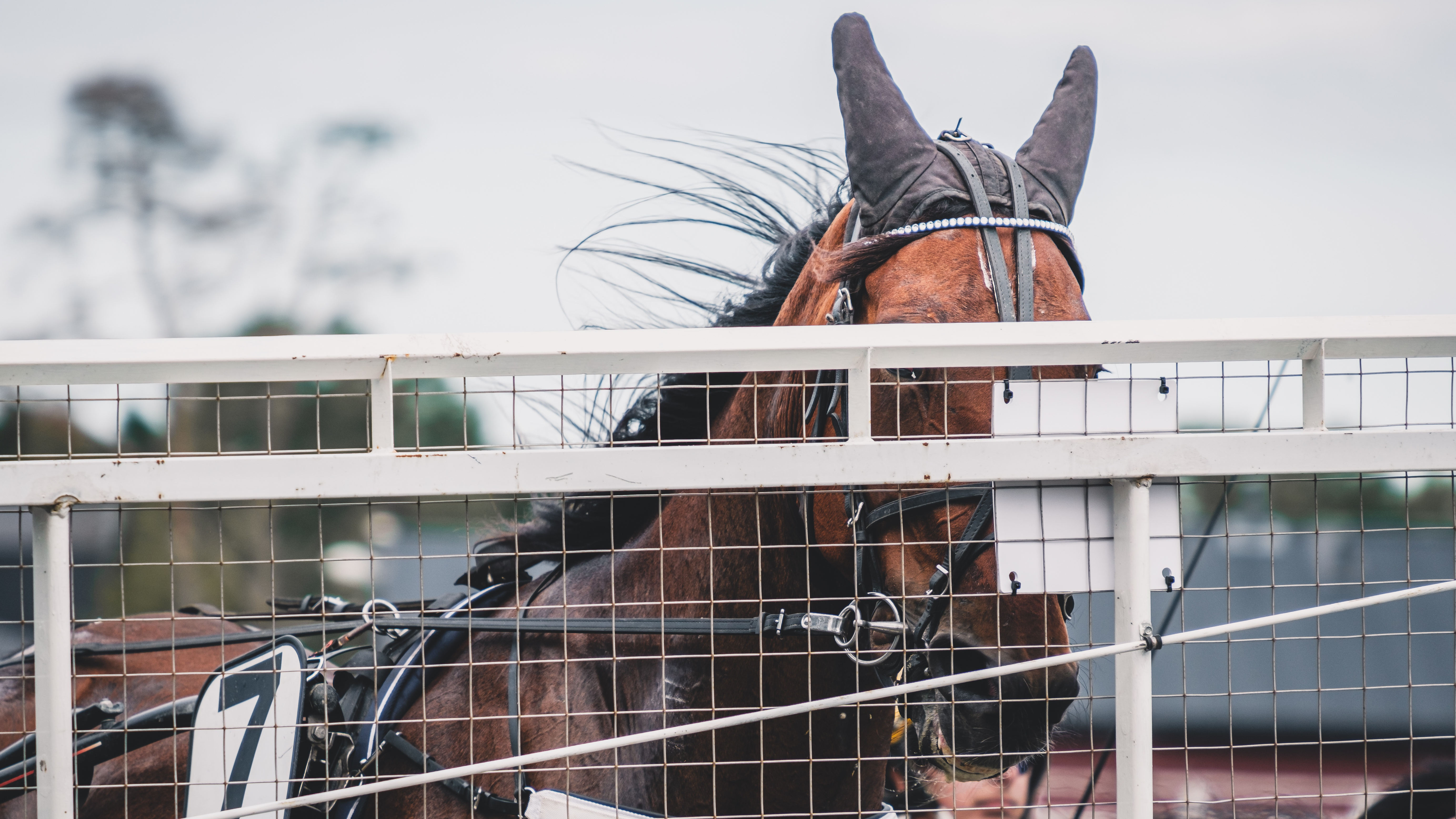 Travtips V85-tips: Drömmer vi direkt